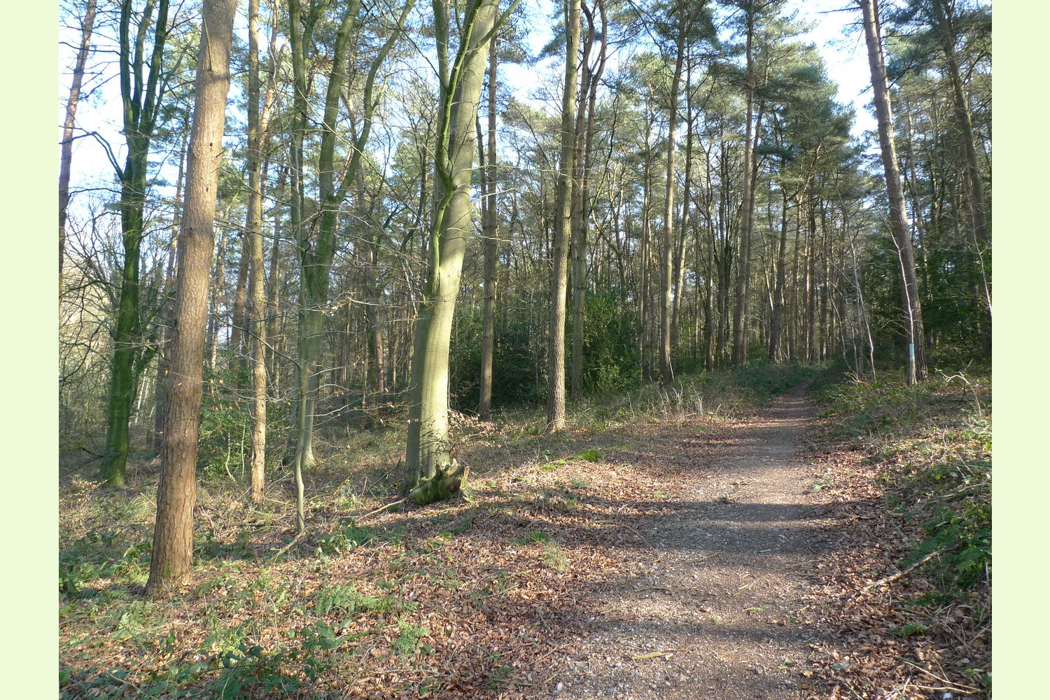 Brightstone Copse - Hampshire, Lower Farringdon, near Alton, Hants ...