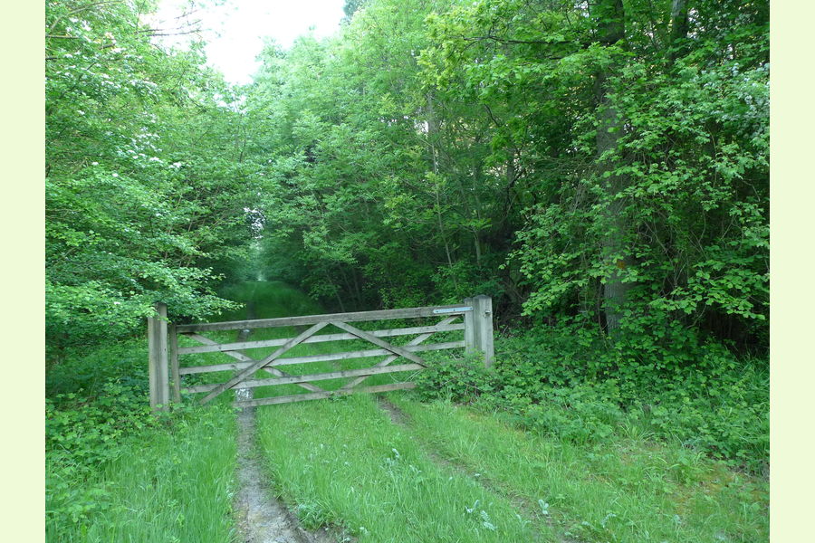 Drakes Wood, Gayhurst, near Newport Pagnell, Bucks | Central England ...