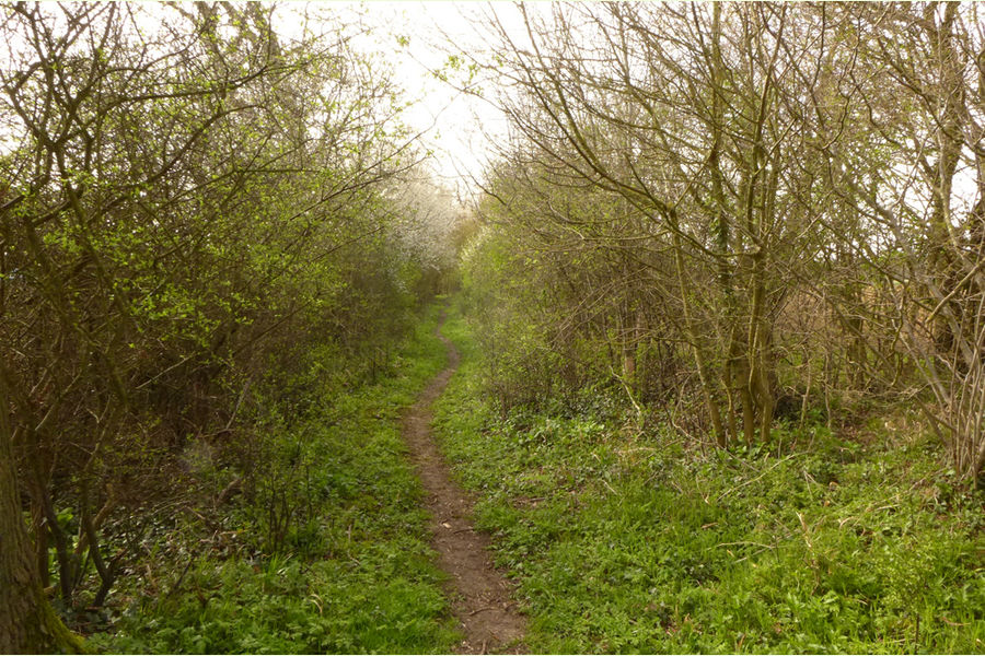 Queech Wood, Barham, Suffolk | East Anglia | Forests.co.uk