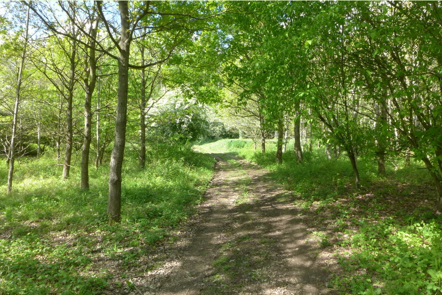 Manor Wood, Debden, Debden, Essex 