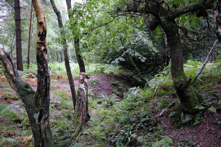 gantry-wood-boars-head-near-crowborough-east-sussex-south-east