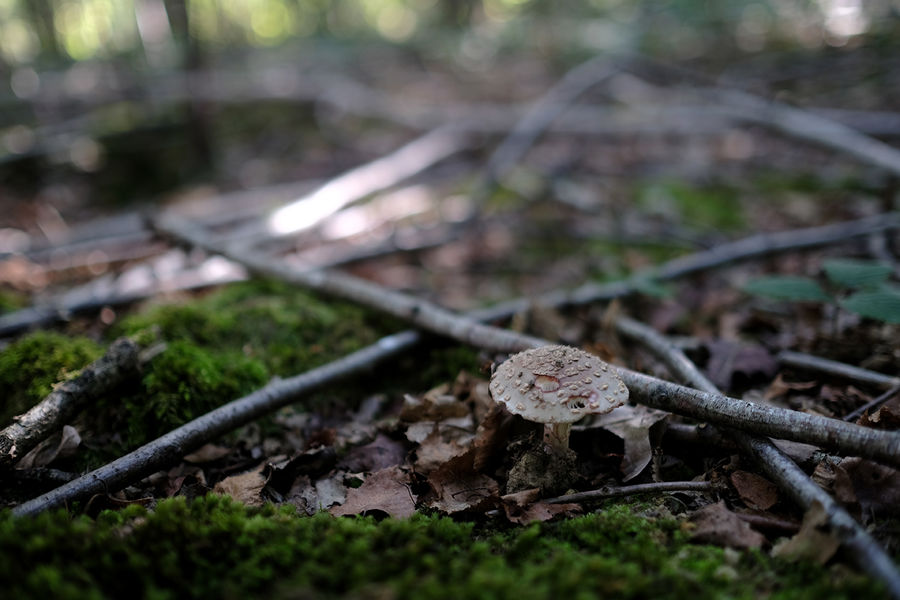 Tap Wood, Sissinghurst, Kent South East England Forests.co.uk