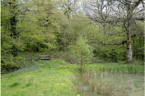 Holm Oak Wood - Kent, Bethersden, Ashford 