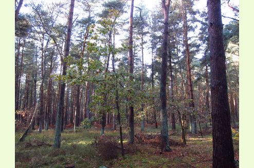 Alaud Wood, West Stow, Bury St Edmunds, Suffolk | East Anglia | Forests ...